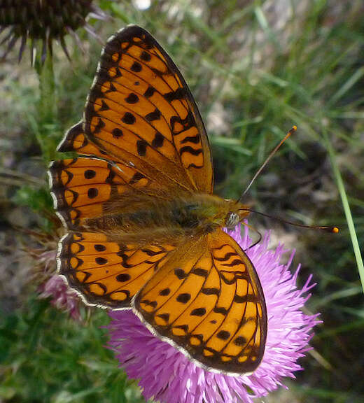 Imagem de Fabriciana niobe Linnaeus 1761