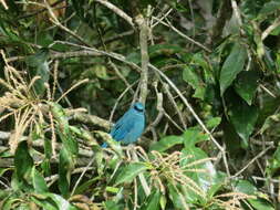 Image of Verditer Flycatcher