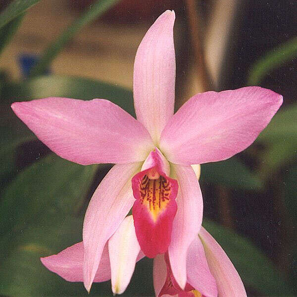 Image de Laelia anceps Lindl.