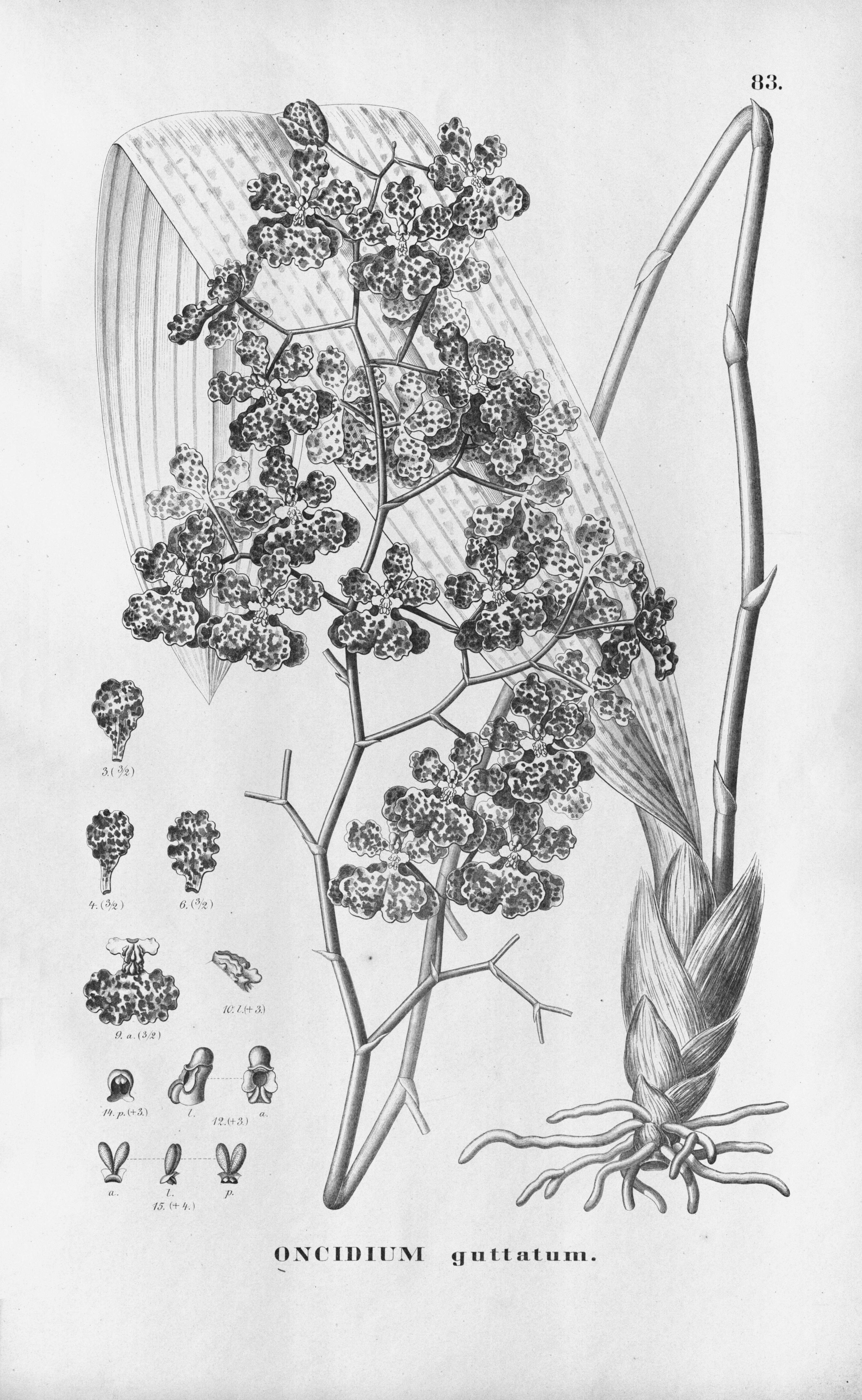 Image of Tolumnia guttata (L.) Nir