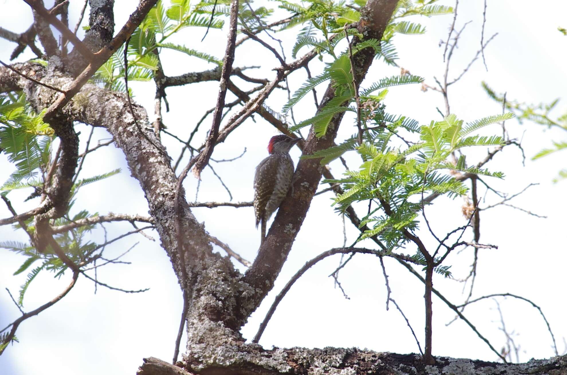 Image of Golden-tailed Woodpecker