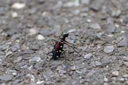 Image of Cicindela (Cosmodela) separata Fleutiaux 1894