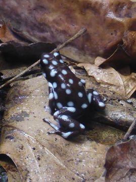 Image of <i>Excidobates mysteriosus</i> (Myers 1982)