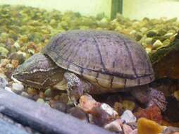 Image of Striped Mud Turtle