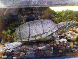 Image of Striped Mud Turtle