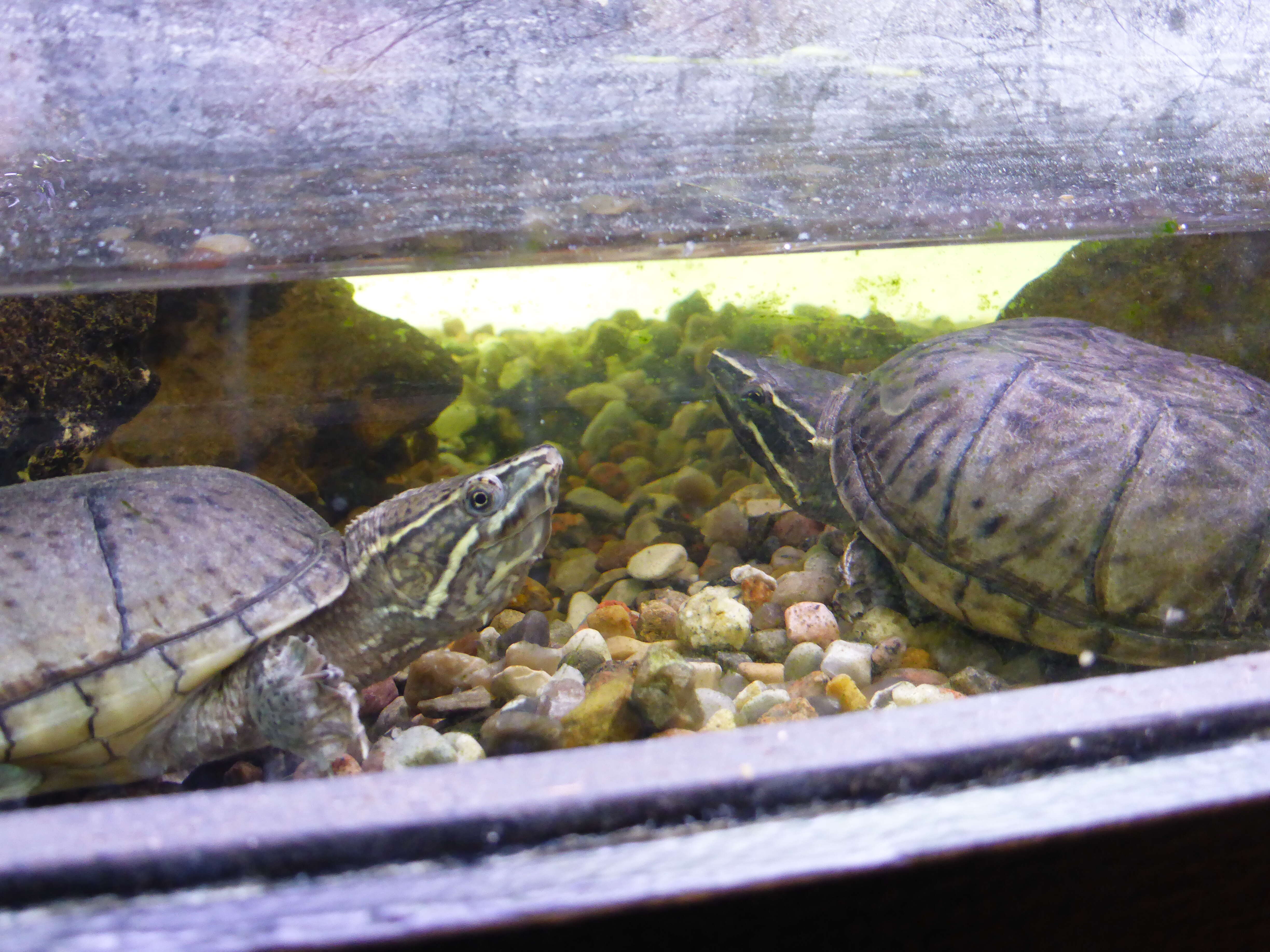 Image of Striped Mud Turtle