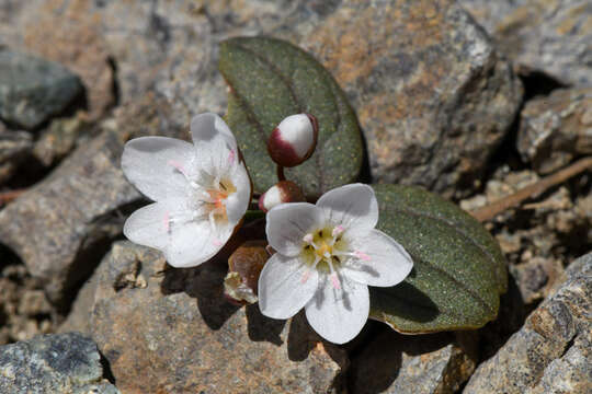 Image of <i>Claytonia obovata</i>