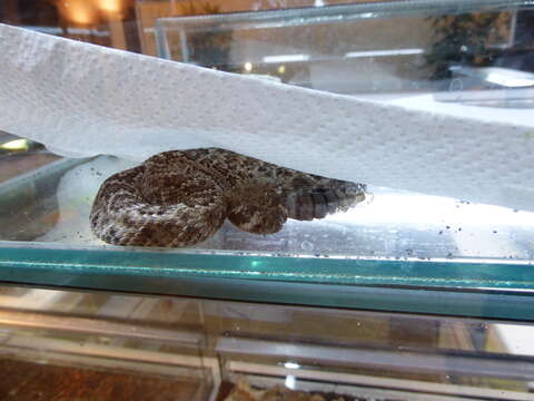 Image of Western Diamond-backed Rattlesnake