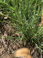 Image of Dianthus mooiensis F. N. Williams