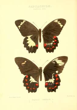 Sivun Papilio aegeus Donovan 1805 kuva