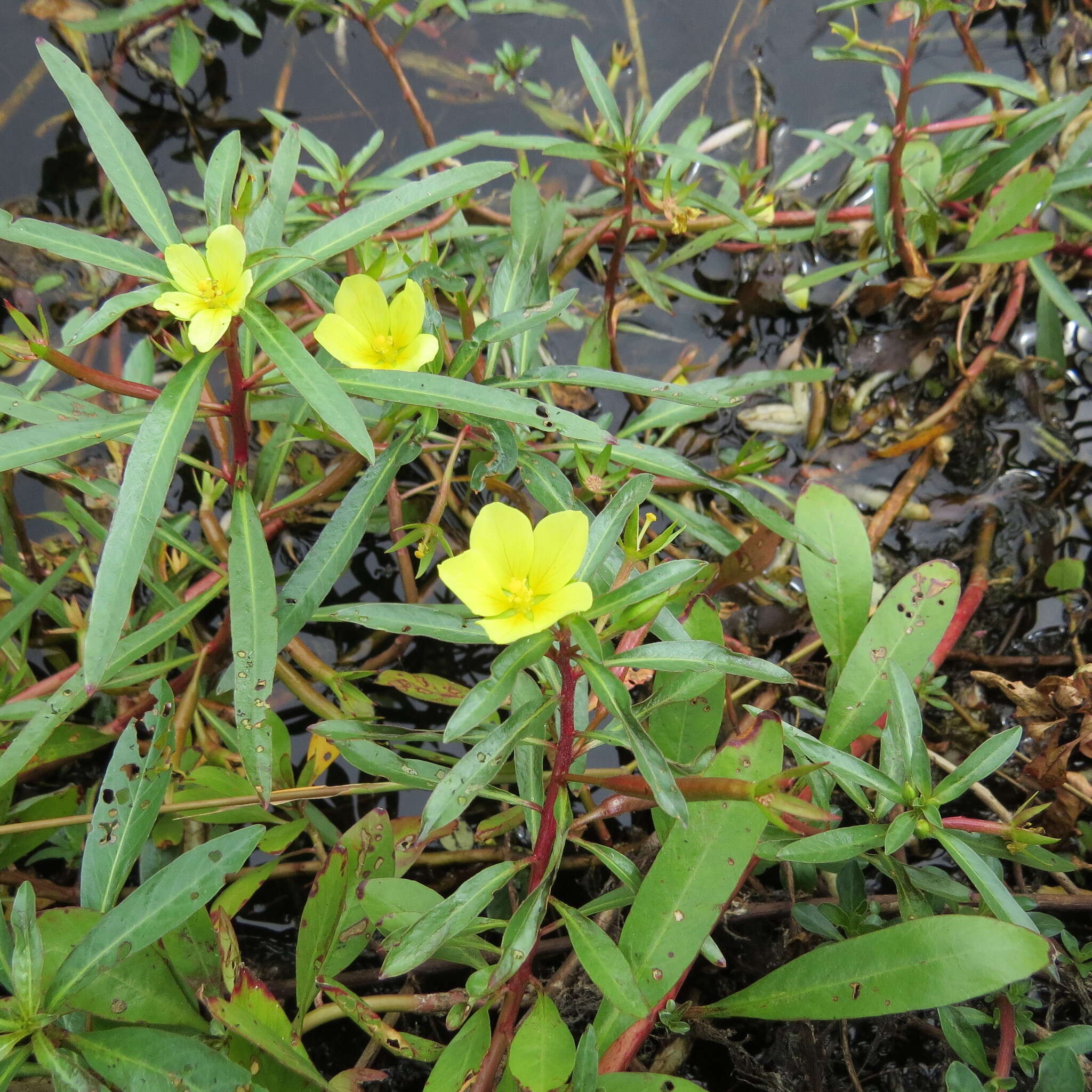 Image of Creeping ludwigia