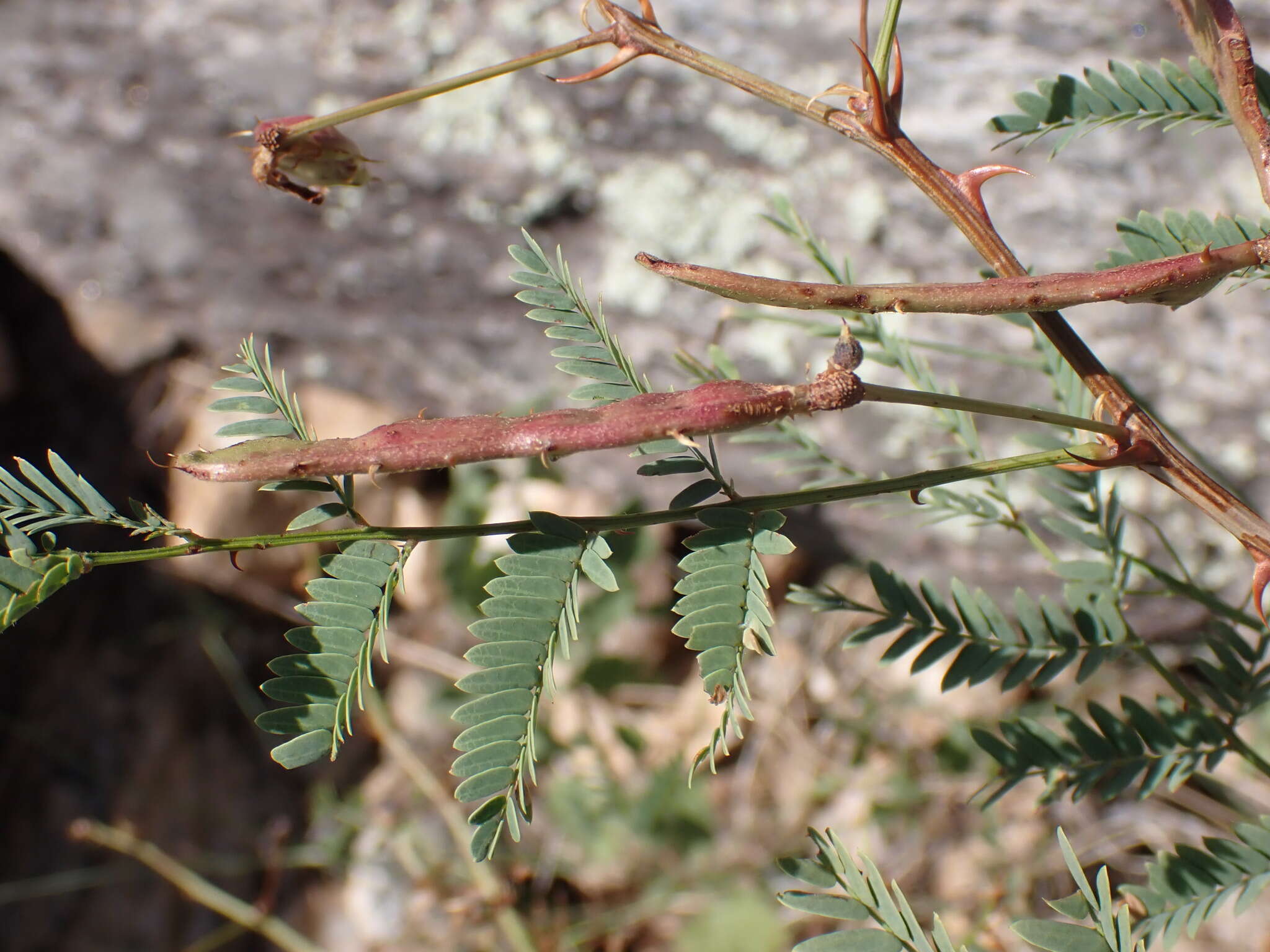 Image of Graham's mimosa