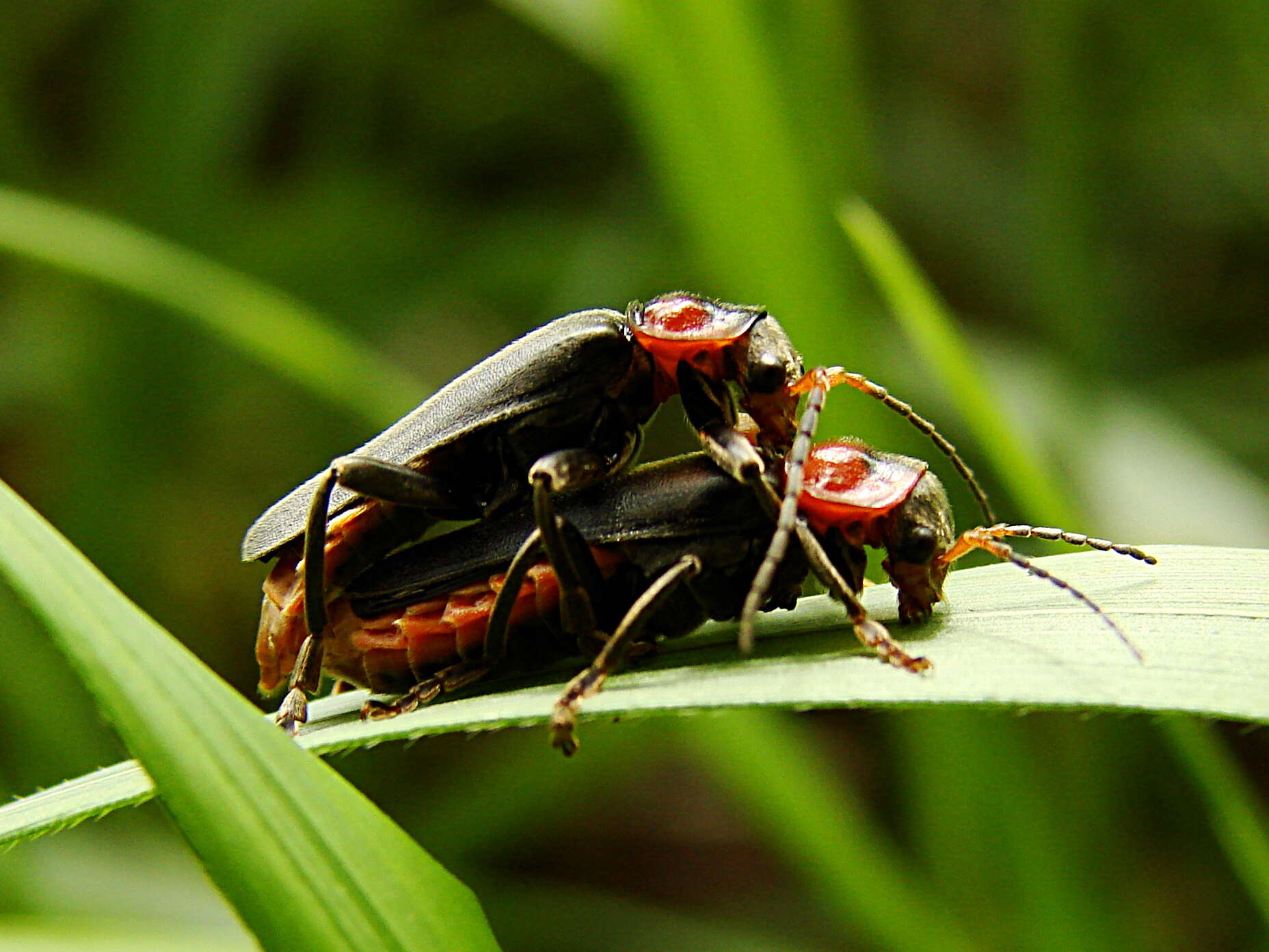 Image of Cantharis fusca