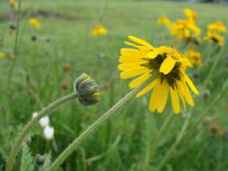 Image of Hybridella globosa (Ort.) Cass.