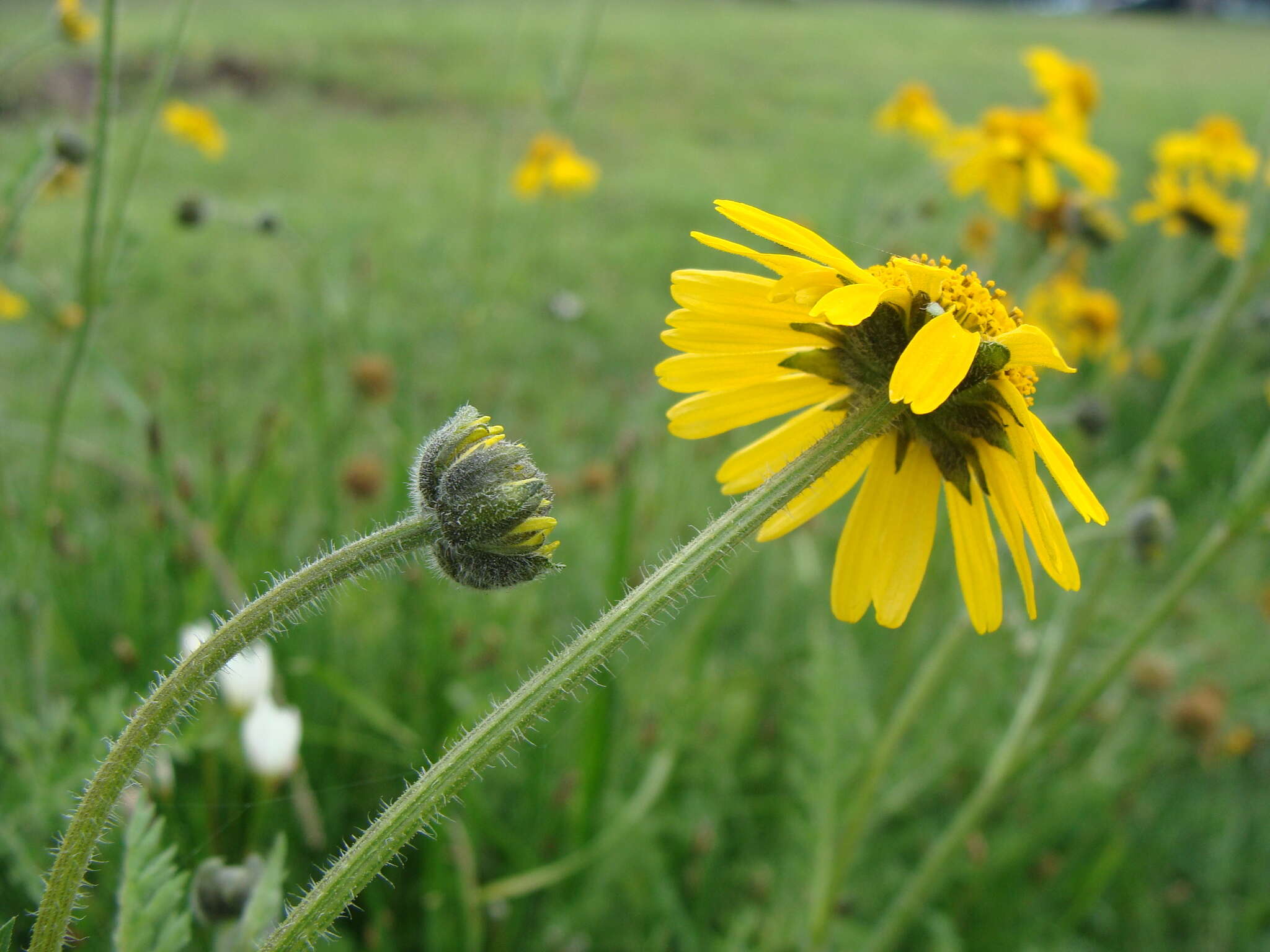 Image of Hybridella globosa (Ort.) Cass.