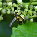 Sivun Gribodia confluenta (Smith 1857) kuva