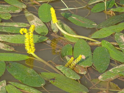 Image of Aponogeton desertorum Zeyh. ex Spreng.