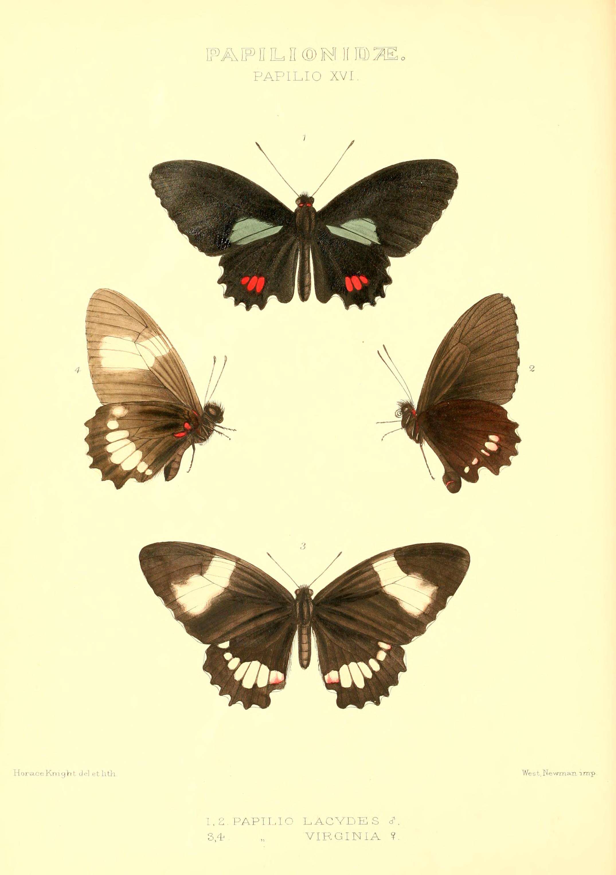 Image of Mimoides xeniades (Hewitson 1867)