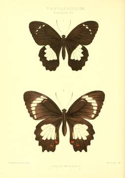 Sivun Papilio aegeus Donovan 1805 kuva