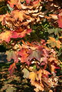 Image of Red Maple