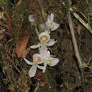 Image of Schlimia alpina Rchb. fil. & Warsz.