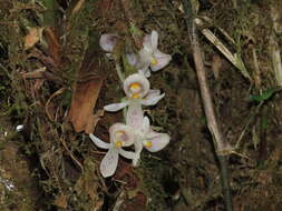 Imagem de Schlimia alpina Rchb. fil. & Warsz.