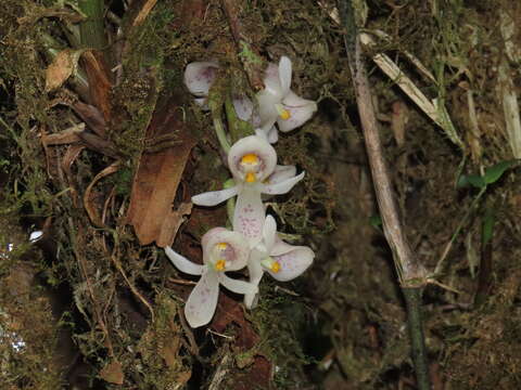 Image of Schlimia alpina Rchb. fil. & Warsz.