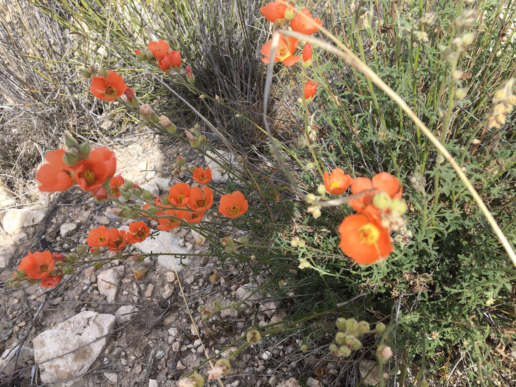 Sivun Sphaeralcea digitata (Greene) Rydb. kuva