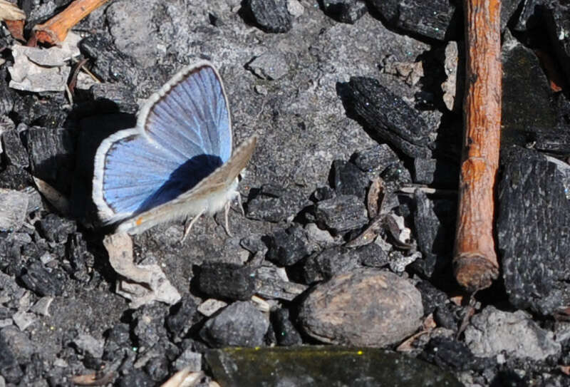 Image of Polyommatus dorylas