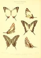 Image of Dancing Swallowtail