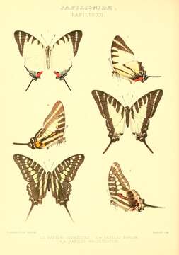 Слика од Graphium polistratus (Grose-Smith 1889)