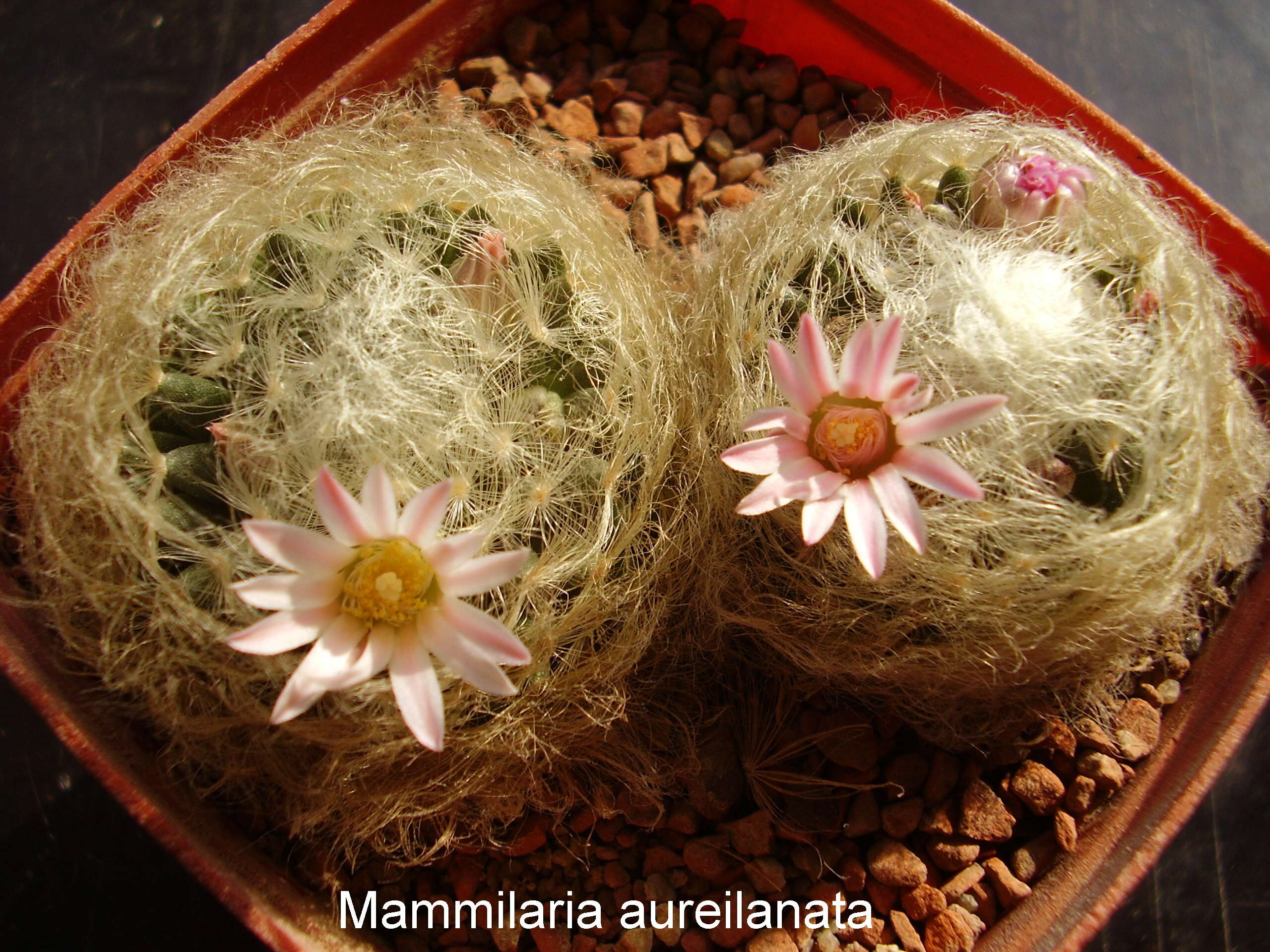 Image of Mammillaria aureilanata Backeb.