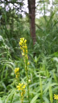 Image of small flowered winter-cress