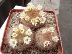 Image of Mammillaria pennispinosa Krainz