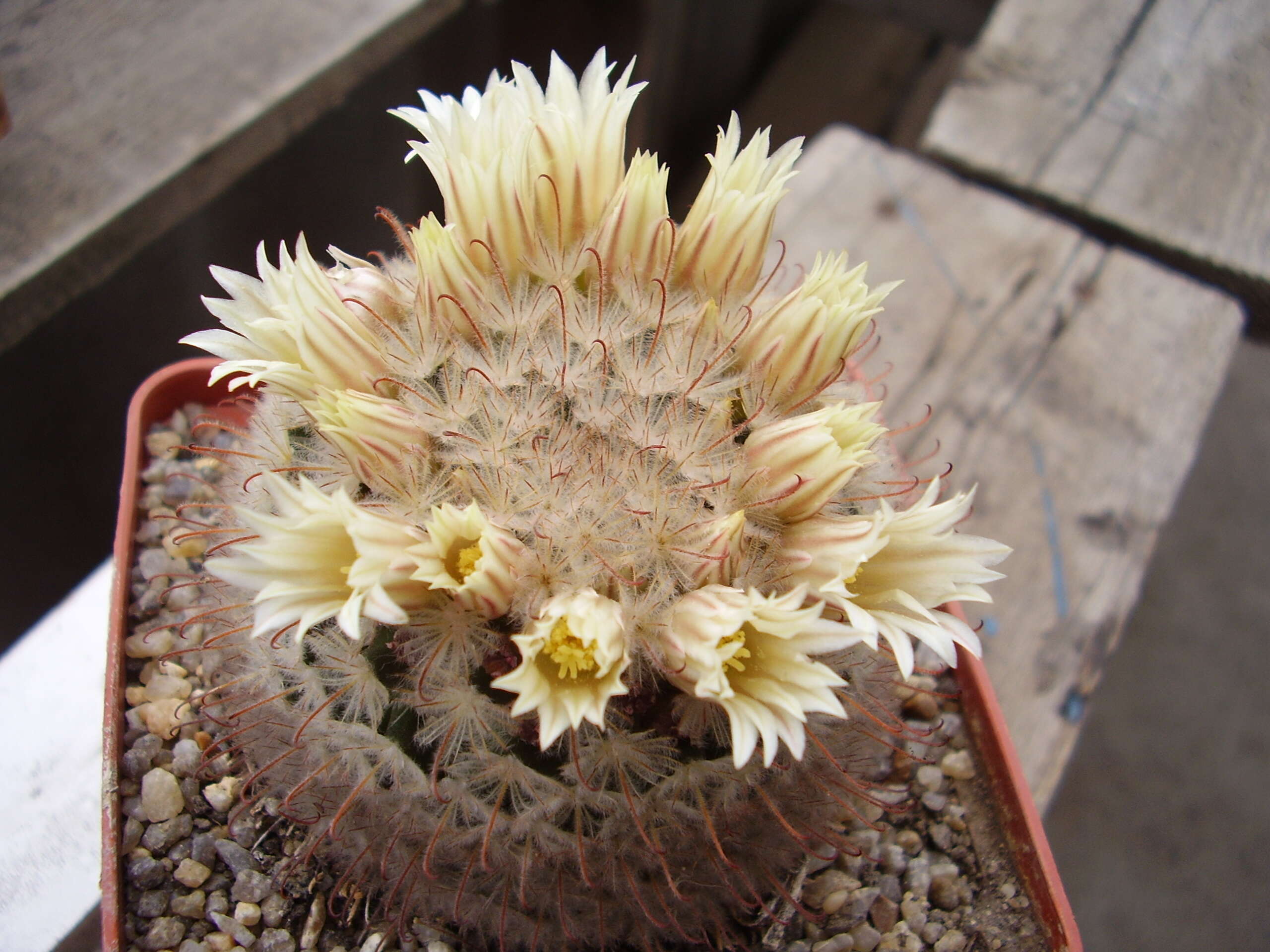 Image of Mammillaria pennispinosa Krainz