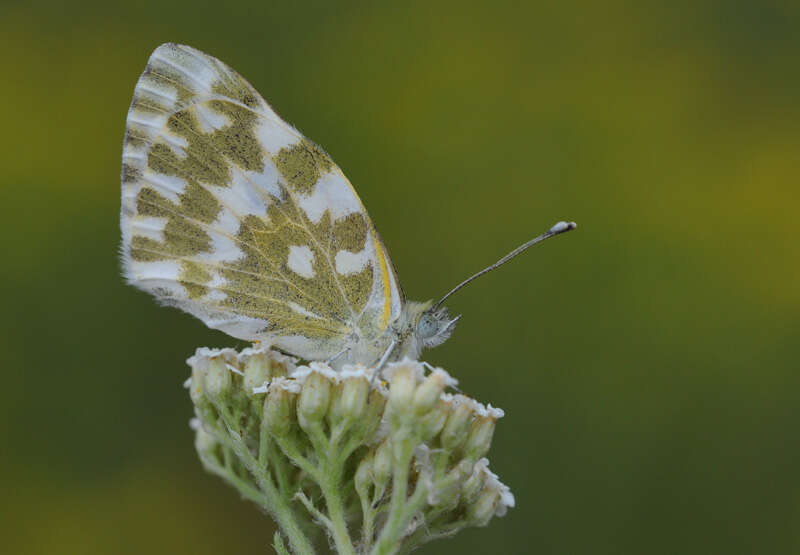 Image of Eastern Bath White