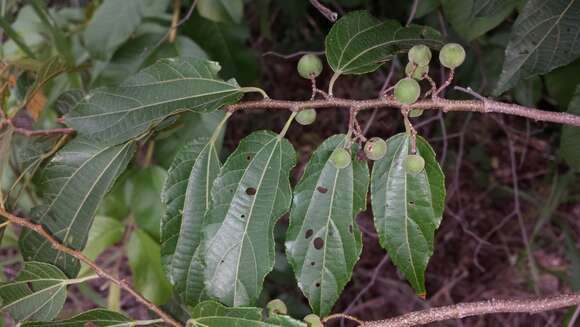 Image de Grewia lavanalensis Baill.