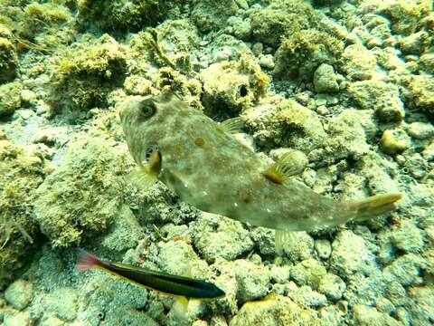 Image of Longnose Puffer