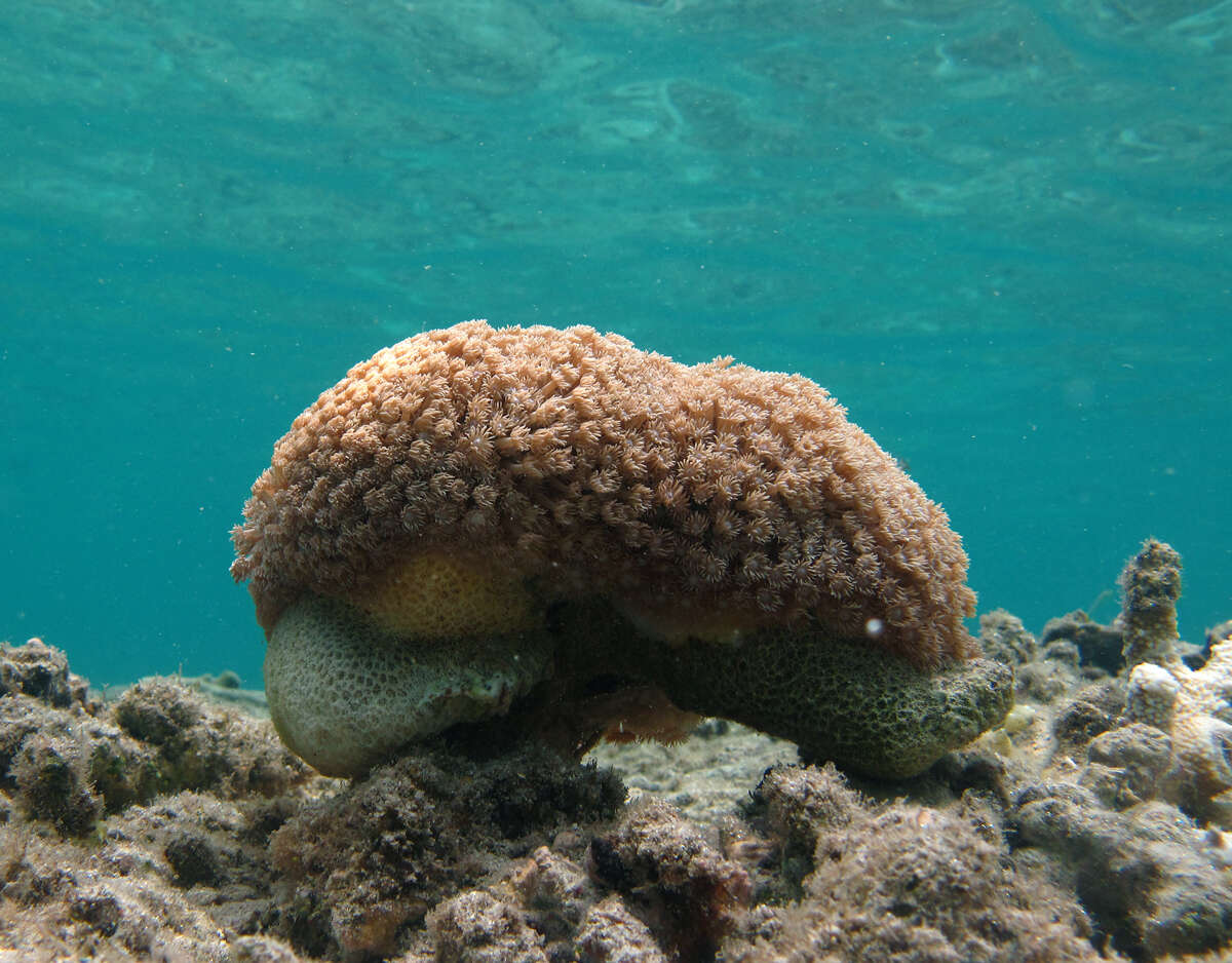 Image of Flowerpot corals