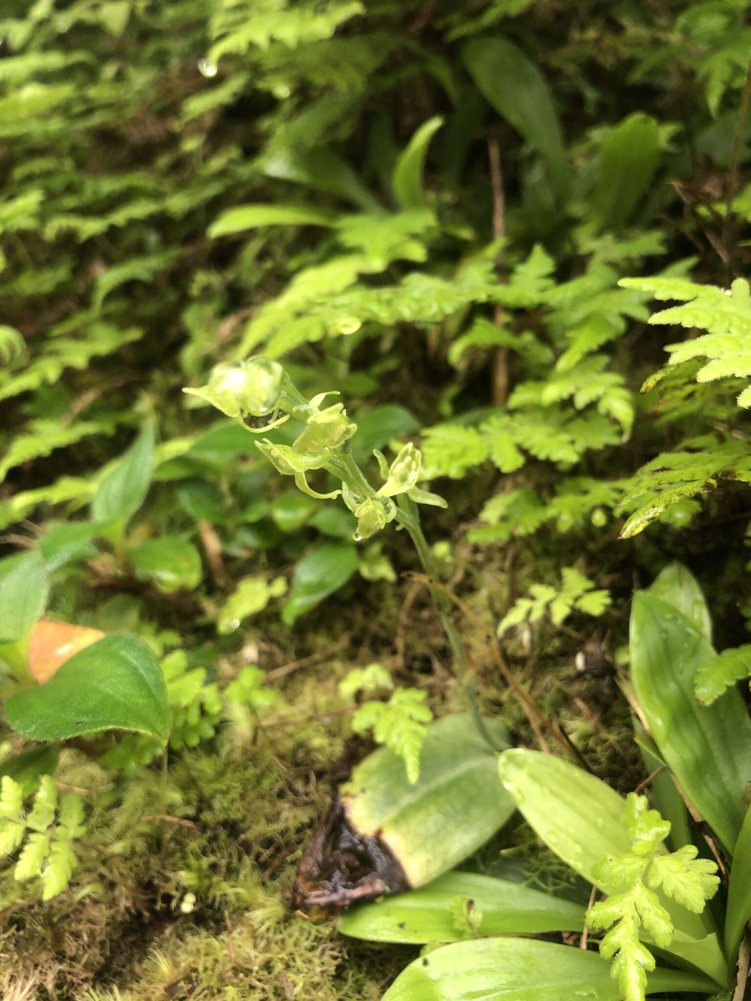 Слика од Platanthera stenoglossa Hayata