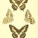 Sivun Papilio morondavana Grose-Smith 1891 kuva