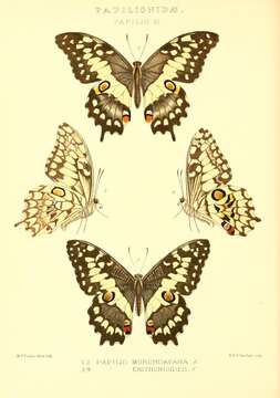 Image of Madagascan Emperor Swallowtail