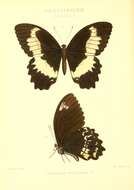 Image of Papilio woodfordi Godman & Salvin 1888