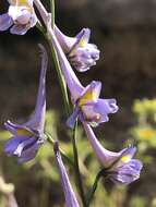 Image de Delphinium gracile DC.