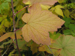 Image de "gadellier Américain, gadellier d' Amérique, cassis sauvage, gadellier noir"