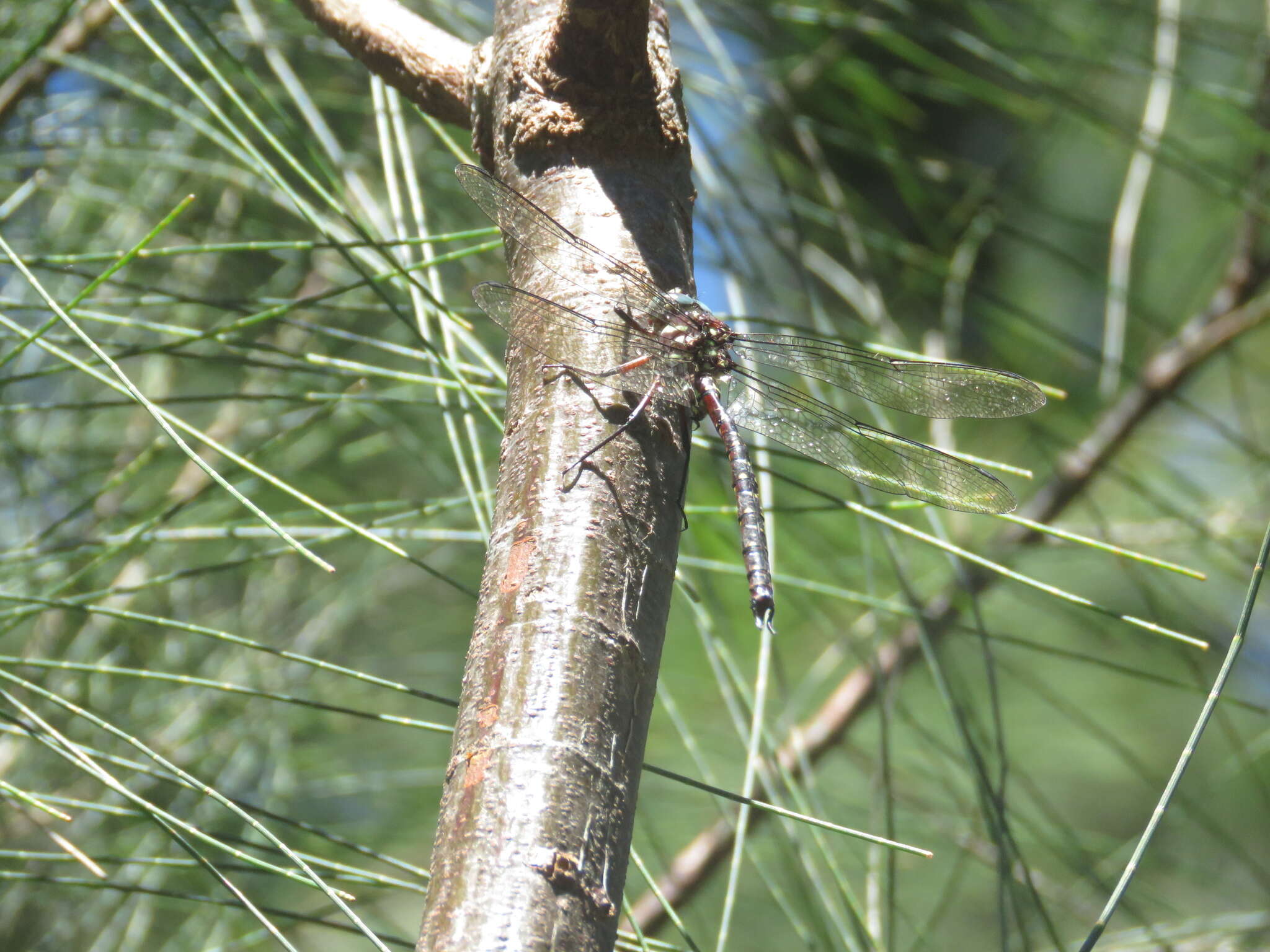 Image of Spinaeschna tripunctata (Martin 1901)