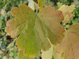 Image of eastern prickly gooseberry