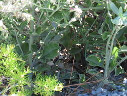 Image of Salvia albicaulis Benth.