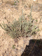 Image of low sagebrush