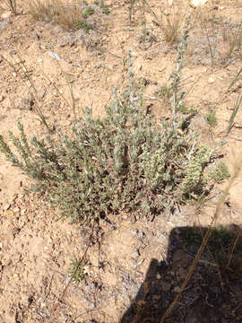 Image of low sagebrush